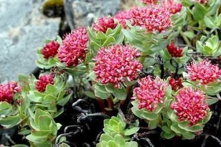 Rhodiola rozā, lai sagatavotu tinktūras potences pacelšanu